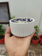 Blue Heaven - Jar Candle